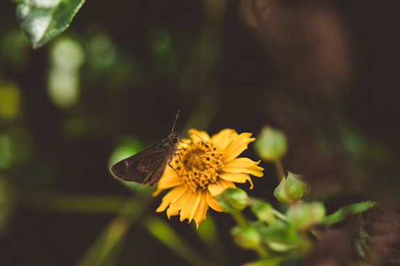 A serene close-up of a colorful butterfly resting gently on a bright yellow flower.