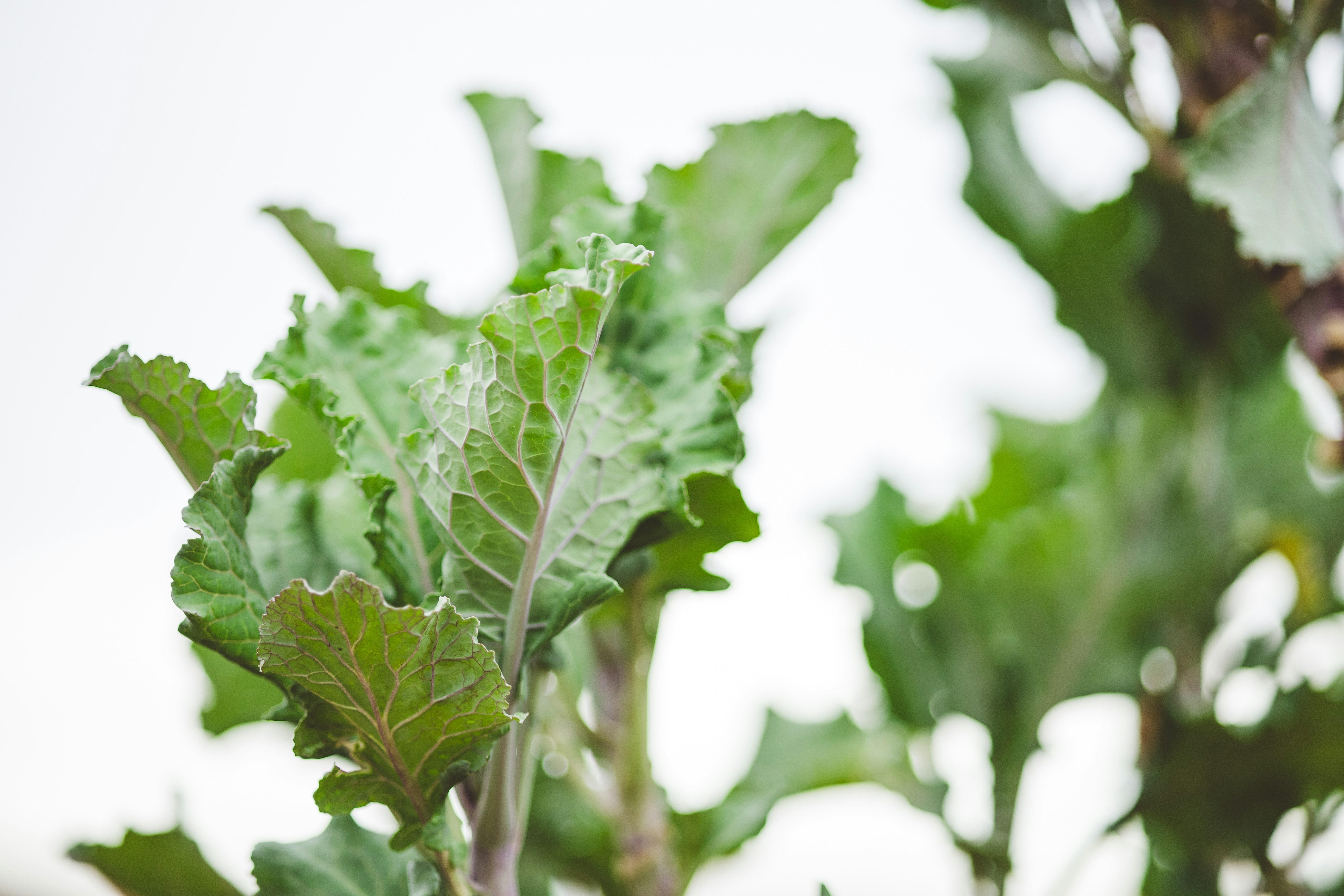 Photo by rrodriguesim