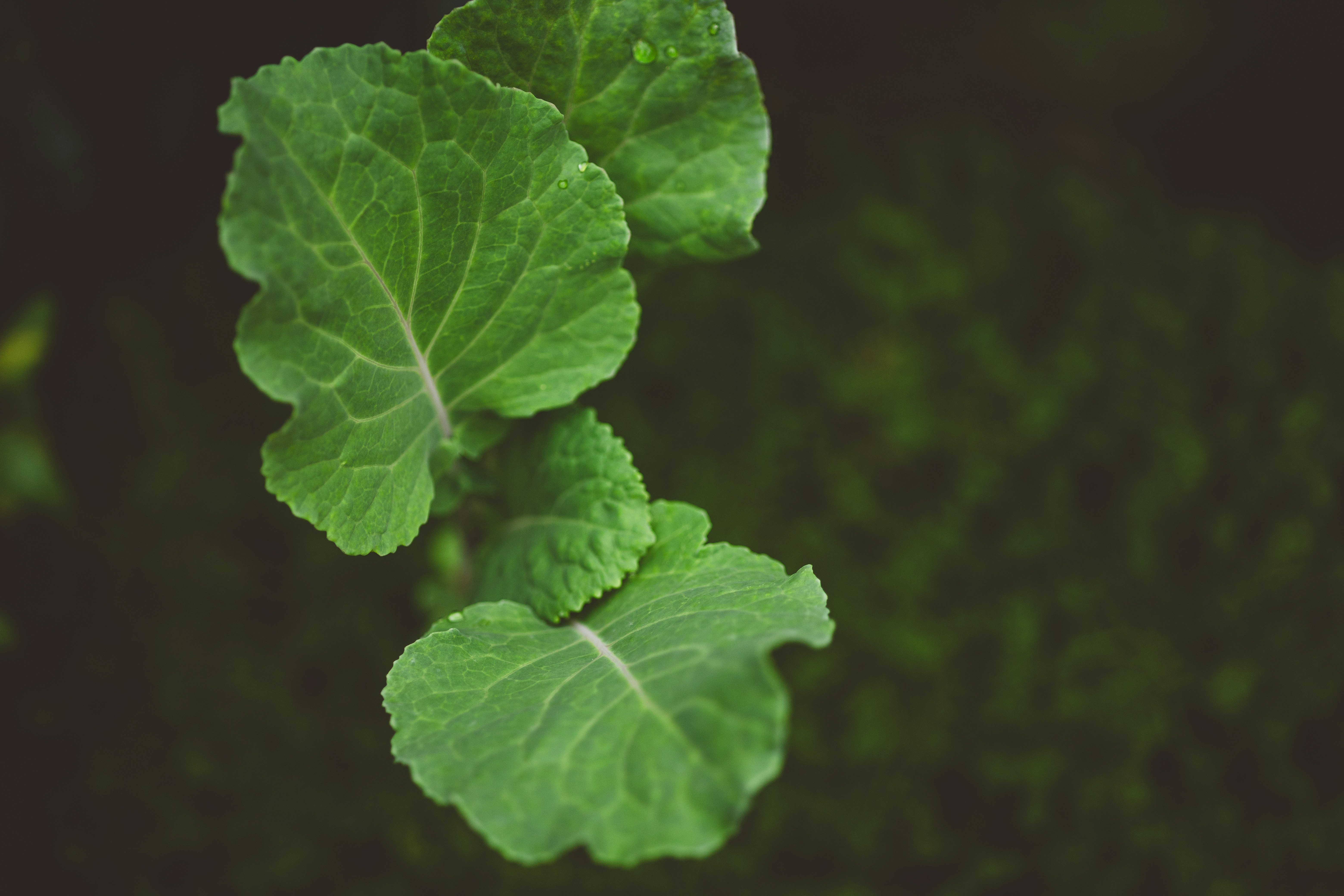 Photo by rrodriguesim