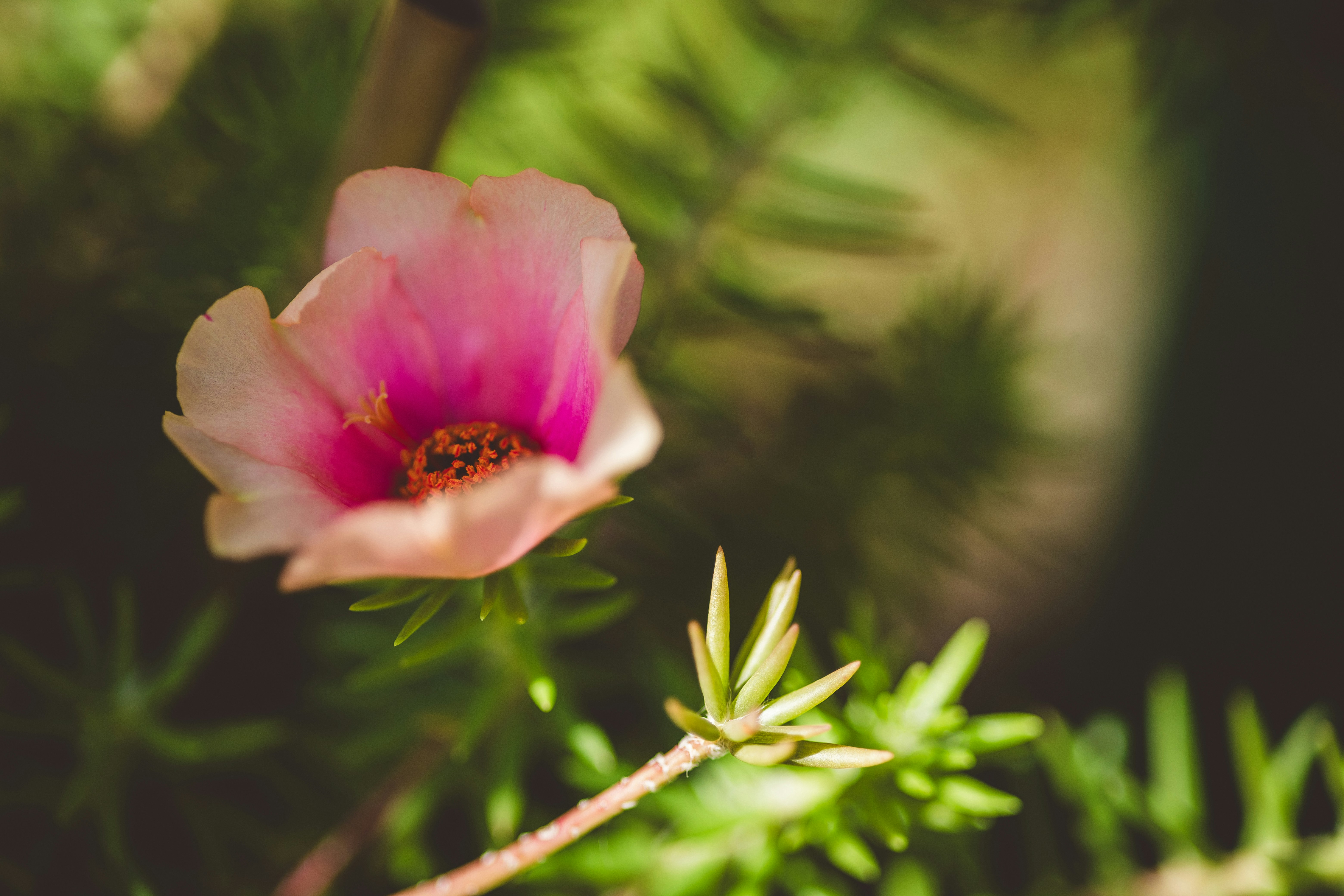 Photo by rrodriguesim