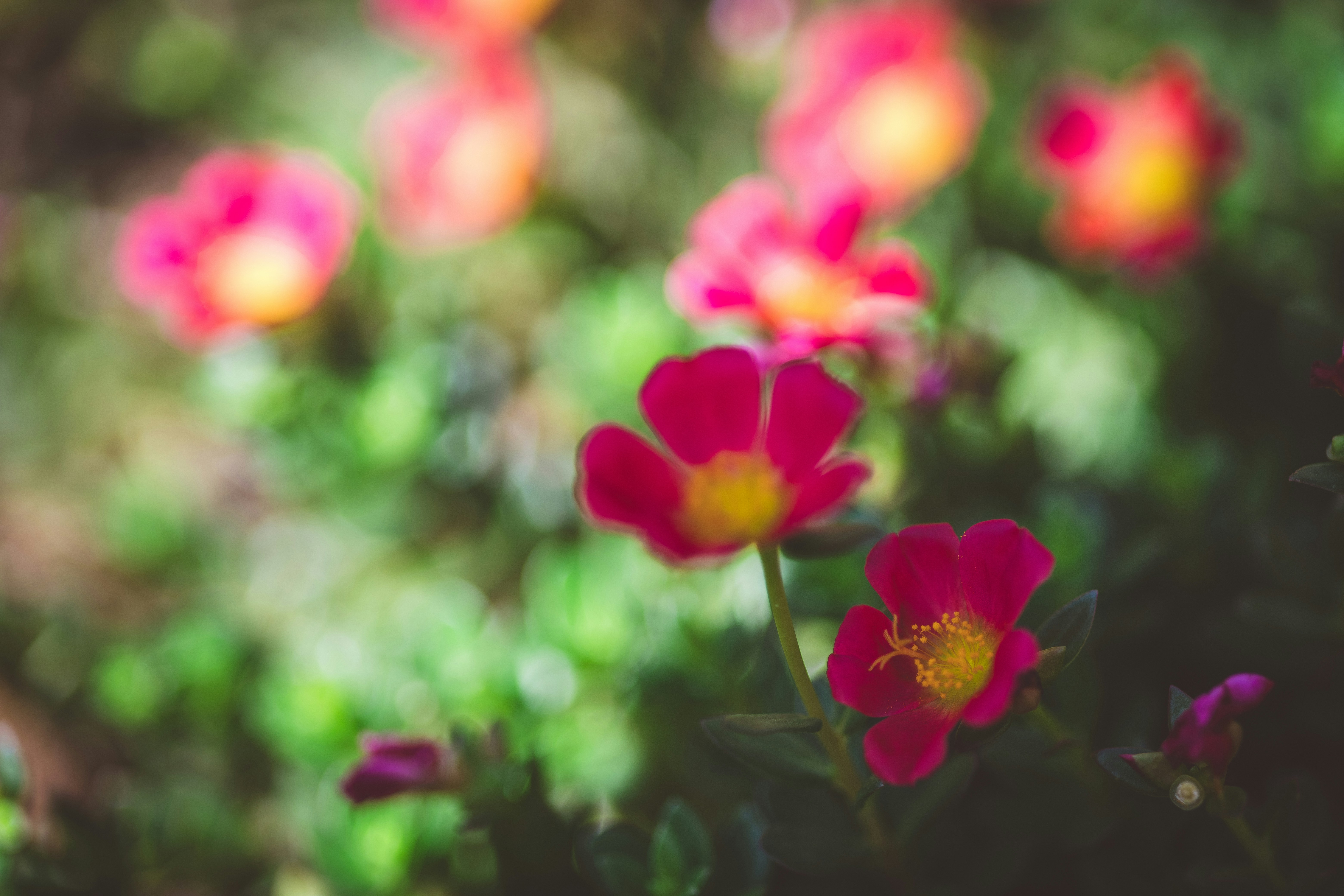 Photo by rrodriguesim