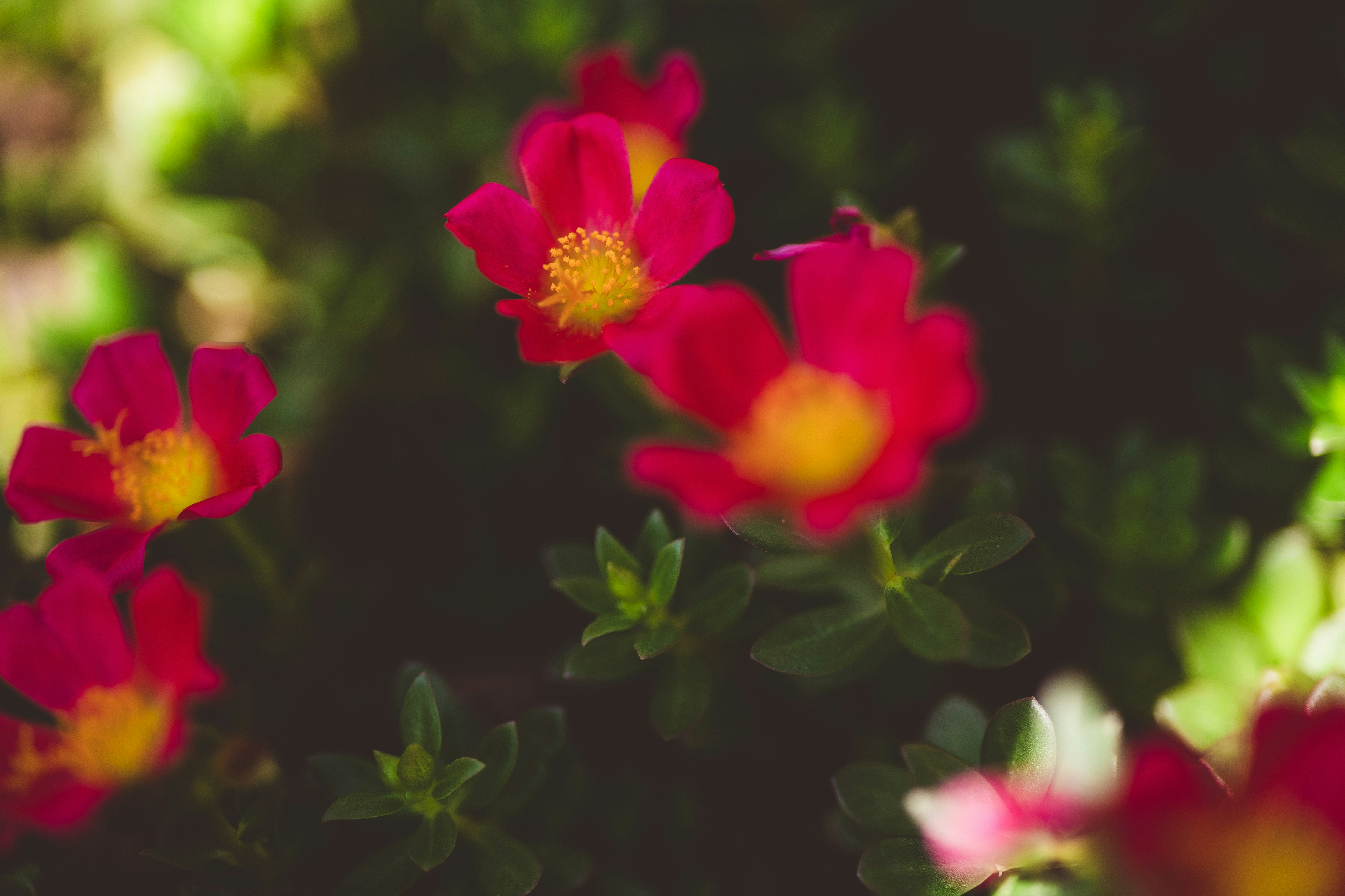 Photo by rrodriguesim