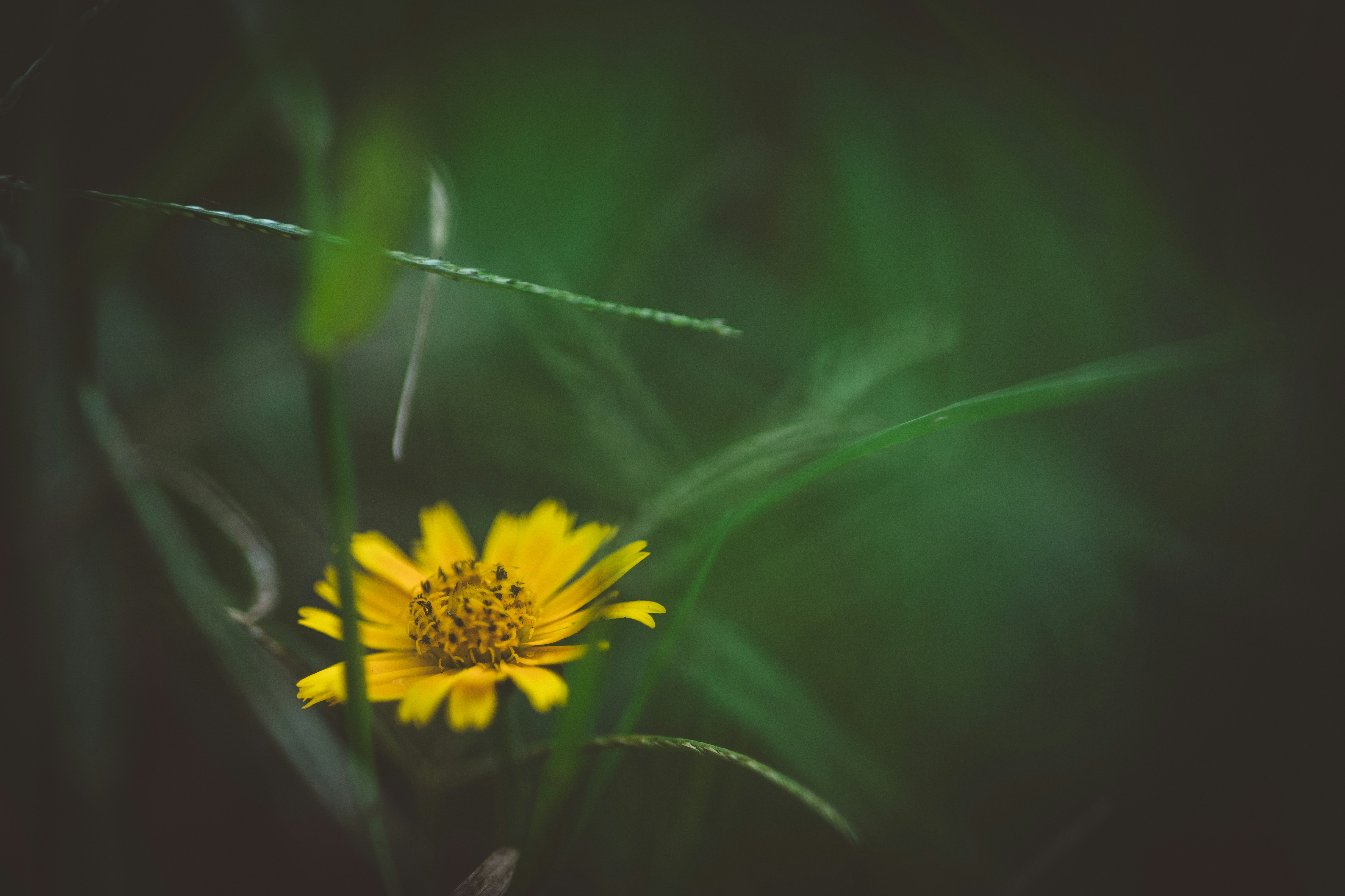 Photo by rrodriguesim