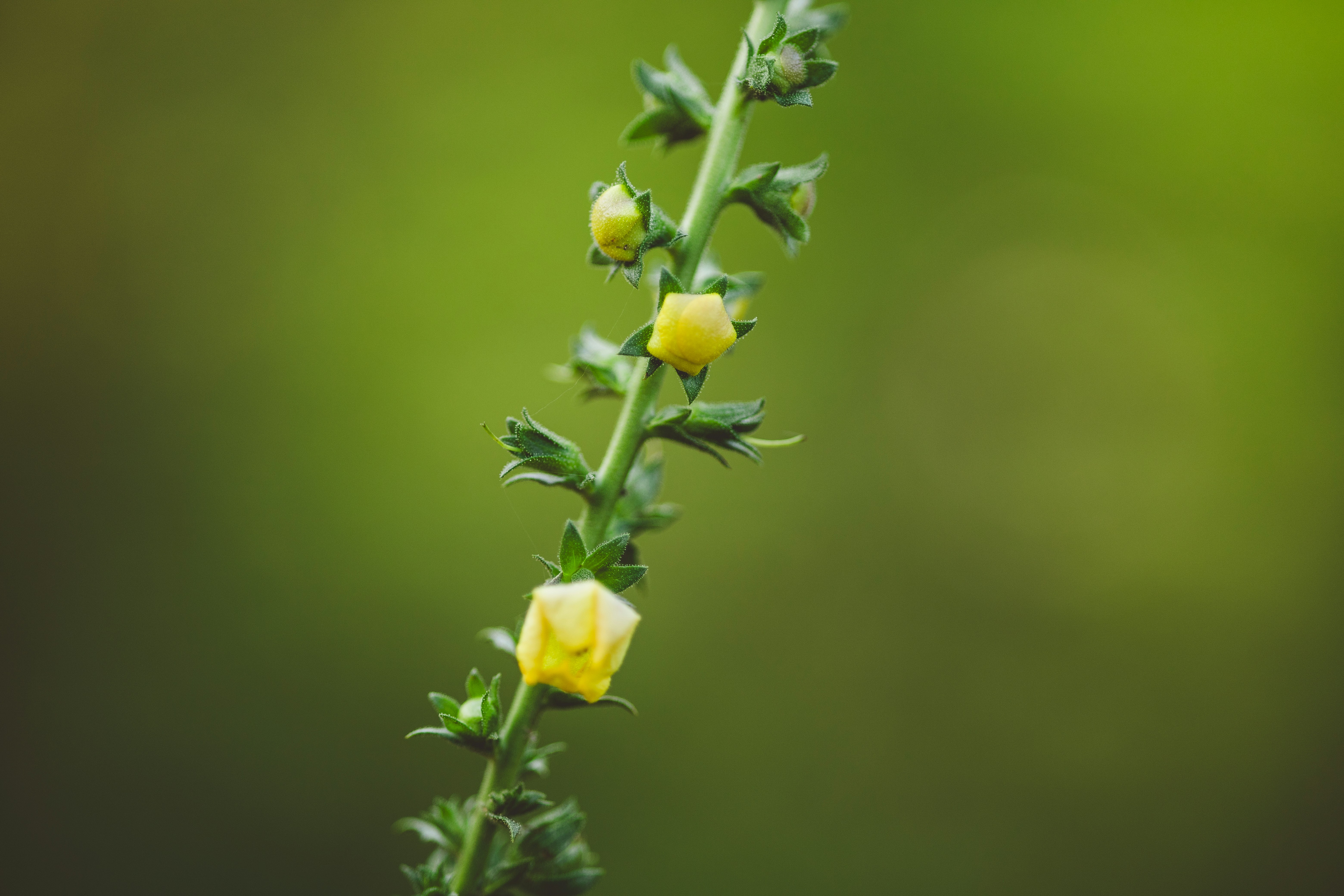 Photo by rrodriguesim