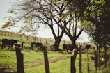 Wide shot of a cattle handling area featuring multiple bretões troncos under natural sunlight.