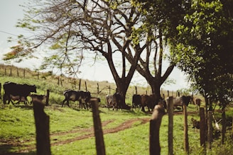 A farmer inspecting a herd of cattle in a sunny pasture.
