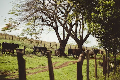 A farmer inspecting a herd of cattle in a sunny pasture.
