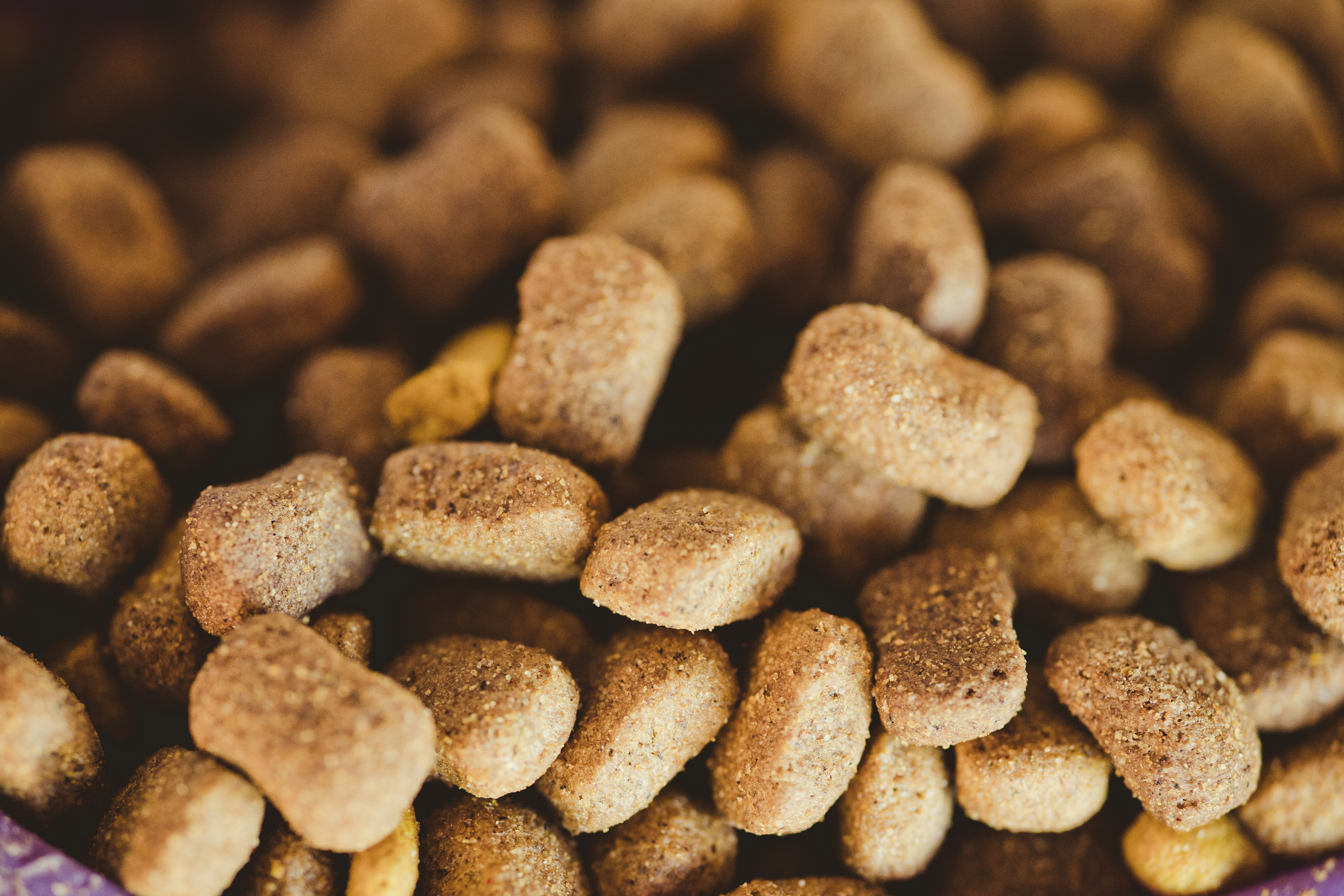 Is Your Dog Itchy? The Best Grain-Inclusive Dog Foods for Allergies