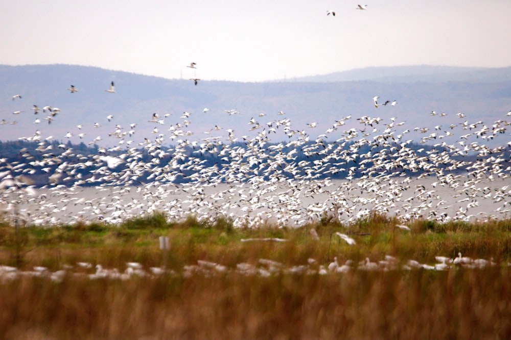 a flock of birds flying over a body of water