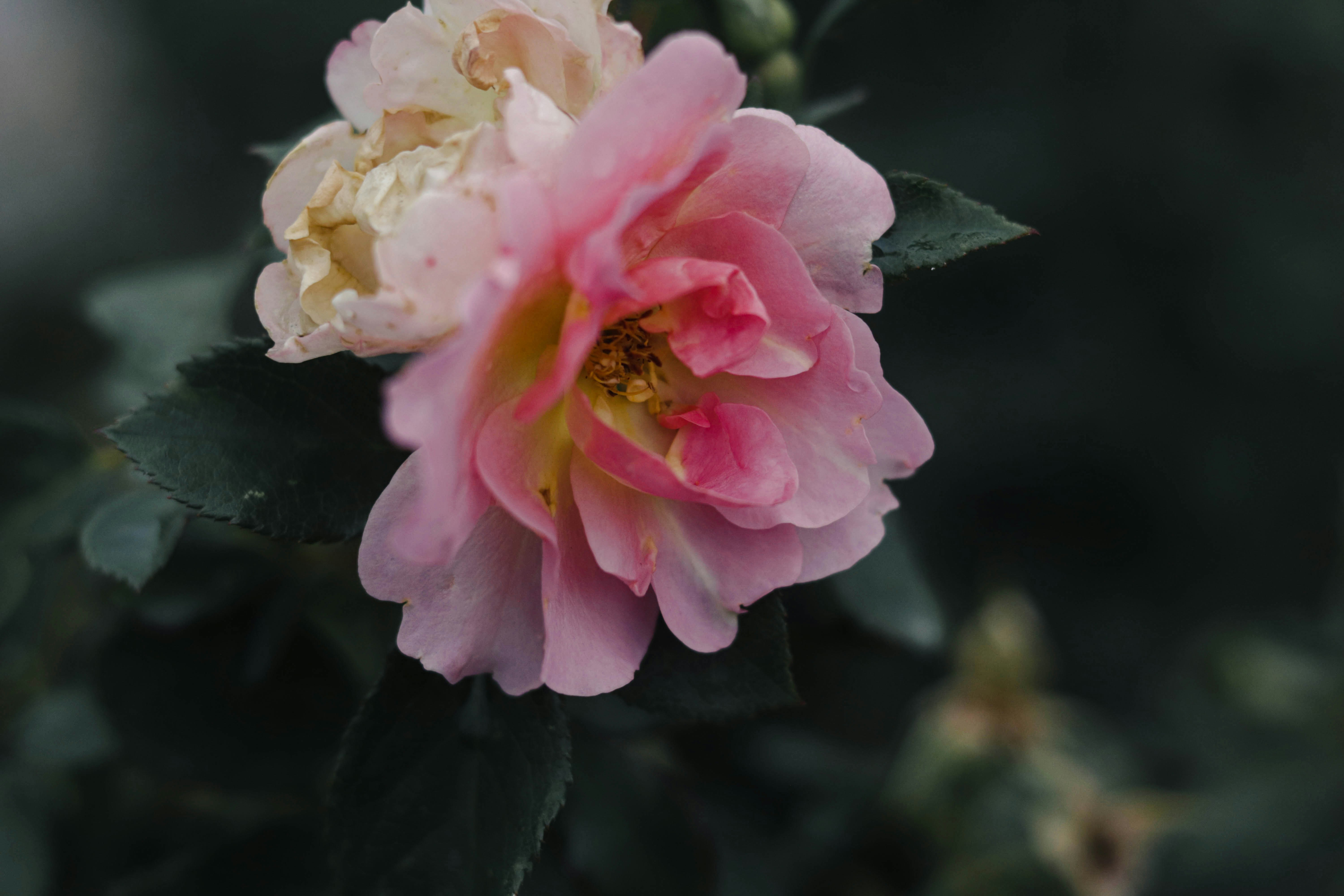 Photo by darkstorm13