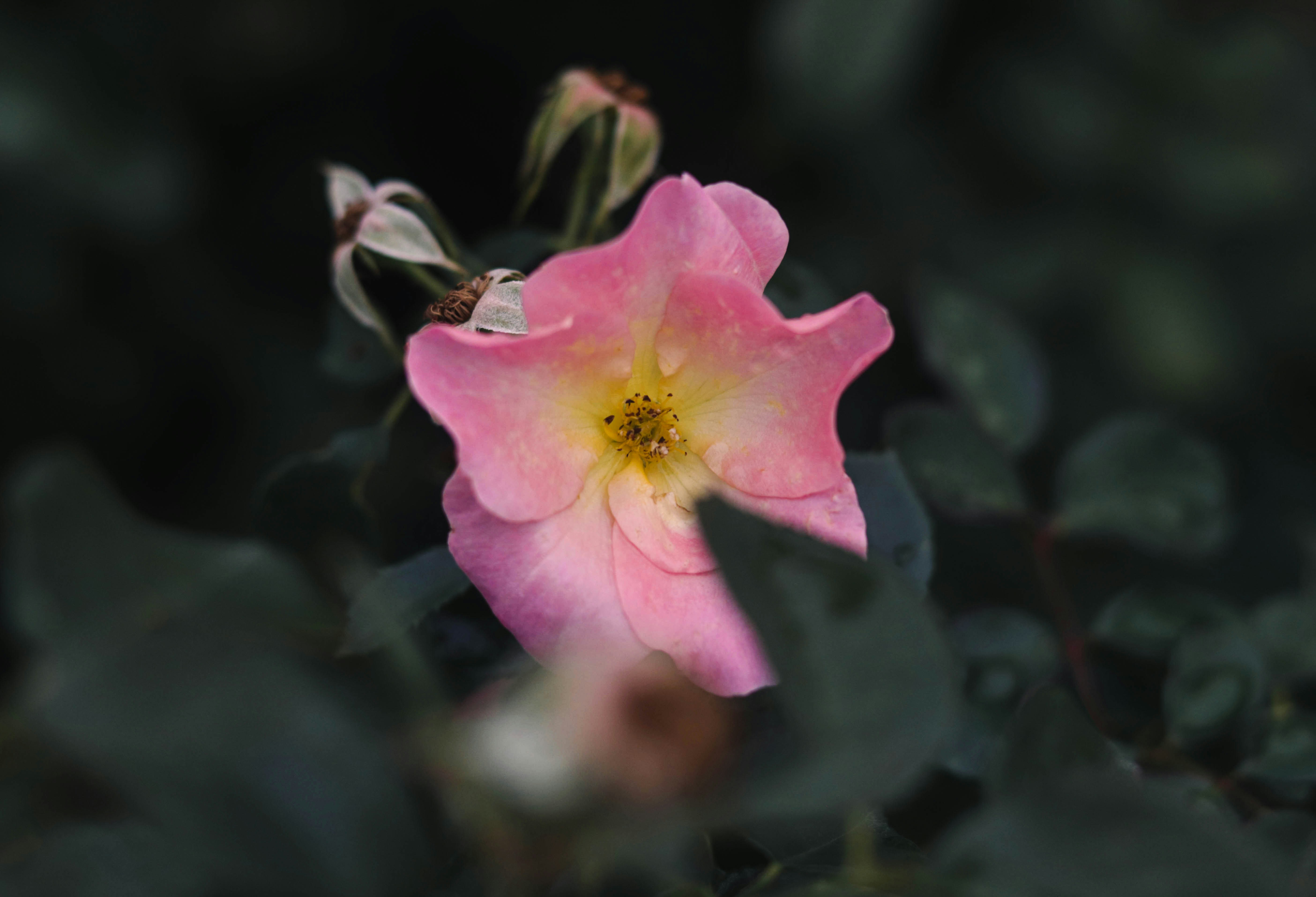a pink flower with a yellow center surrounded by green leaves