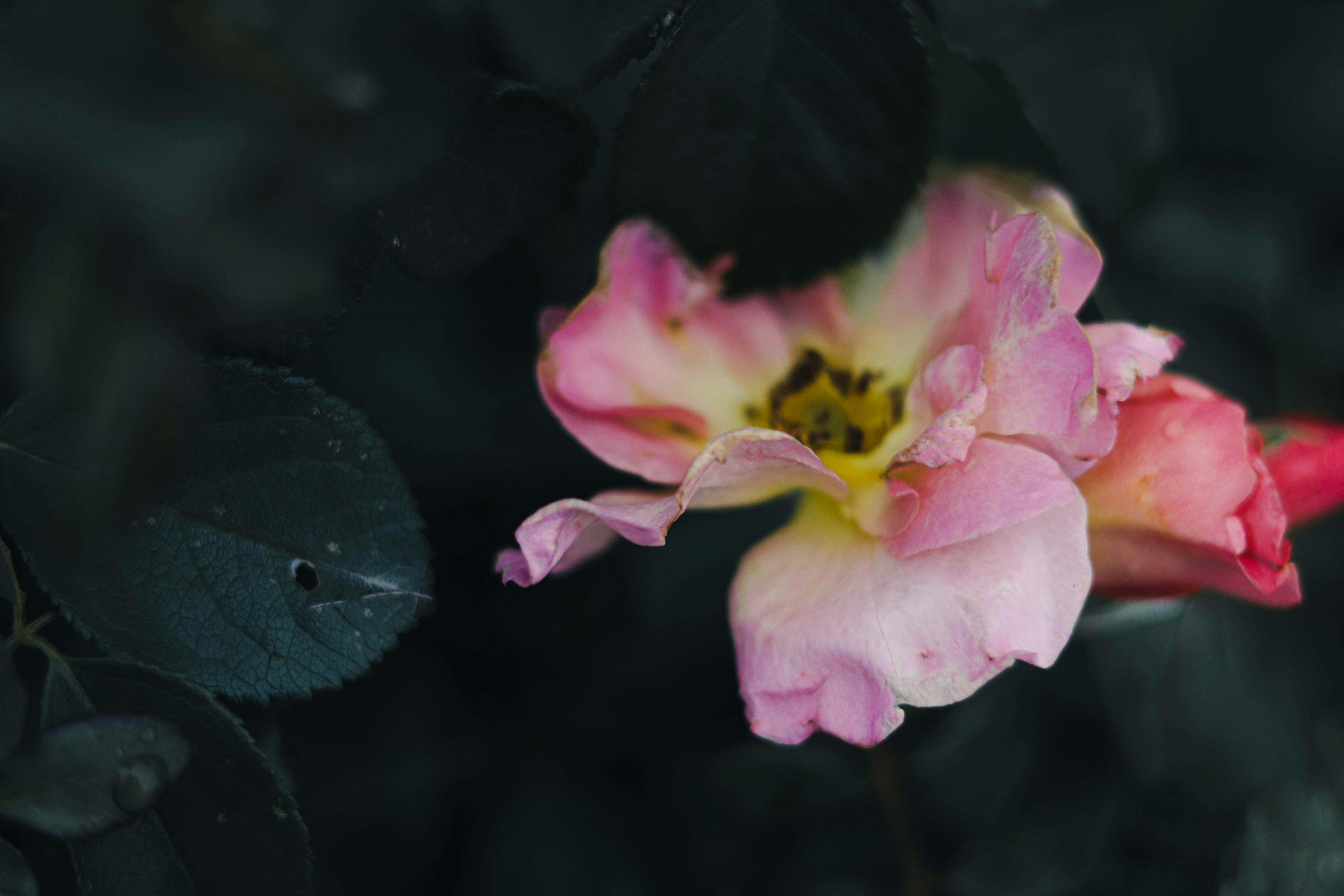 a pink and yellow flower with a black background