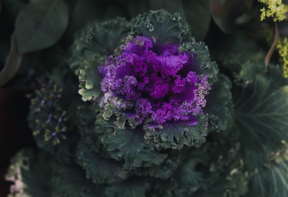 a close up of a purple flower on a plant