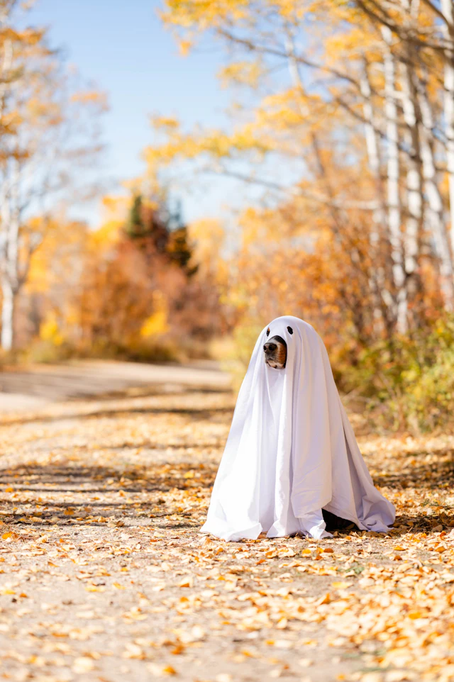 A dog wearing a white sheet costume sitting on autumn leaves