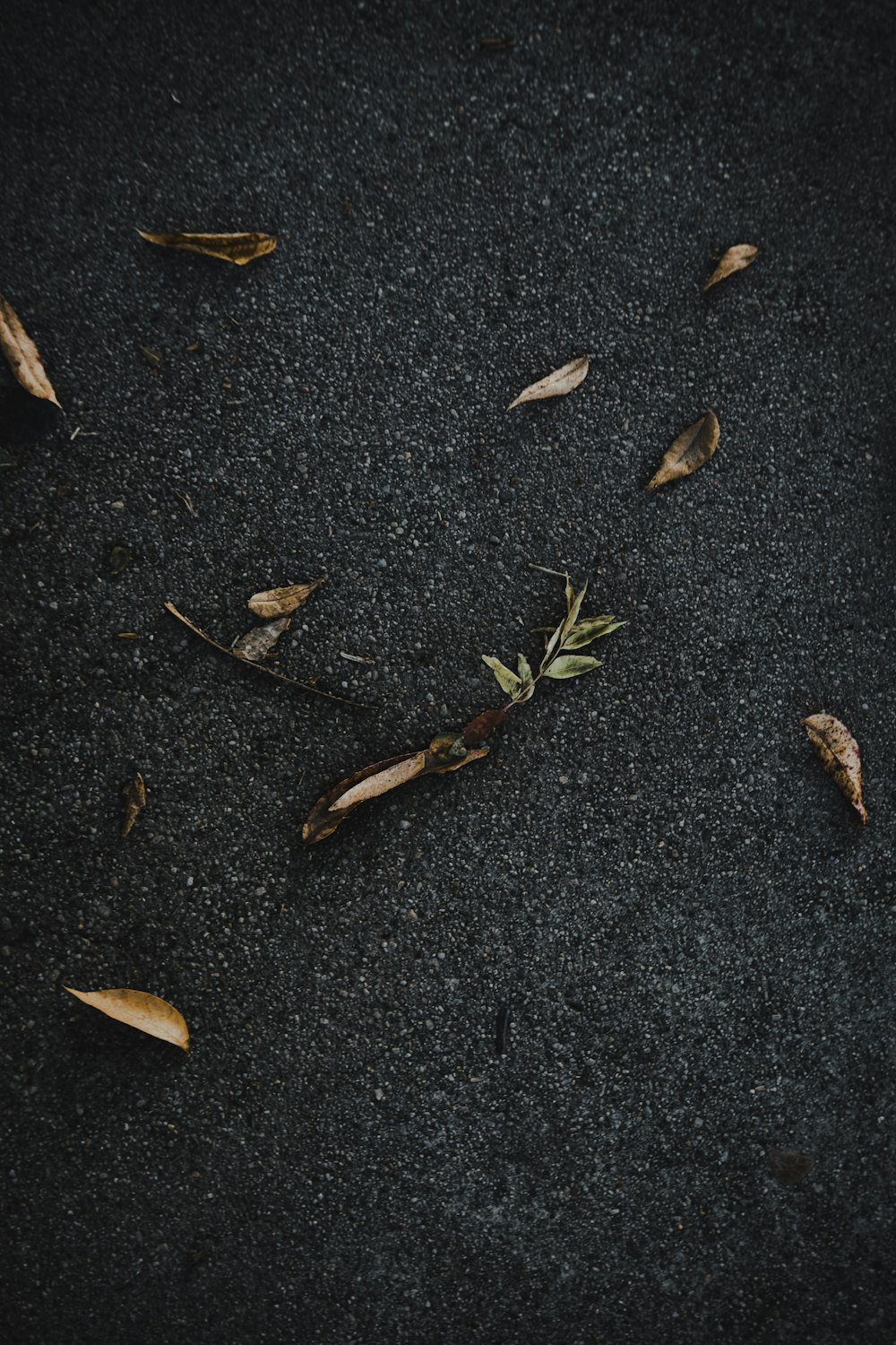 a black surface with leaves on it