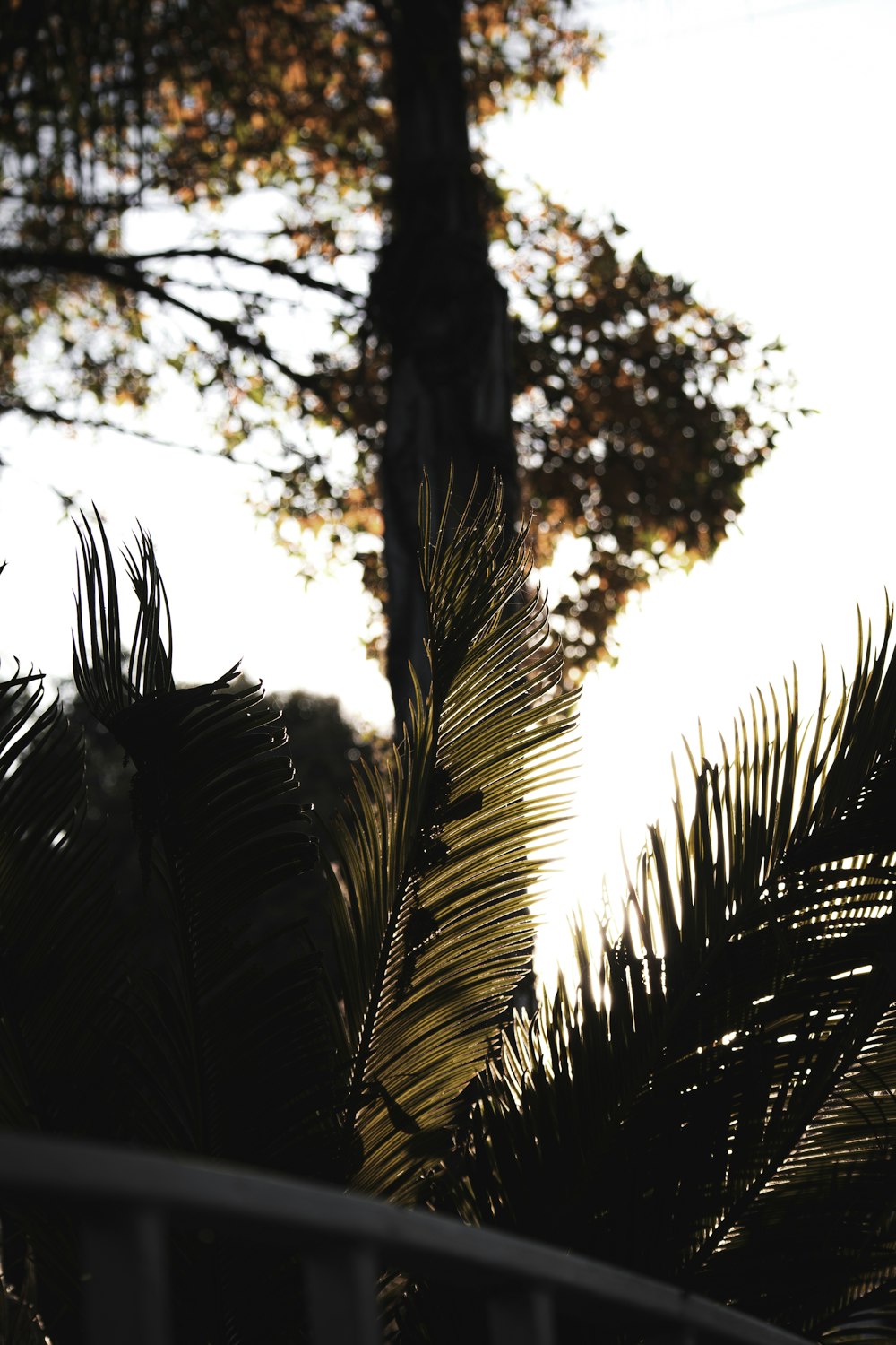 a palm tree with the sun shining through the leaves