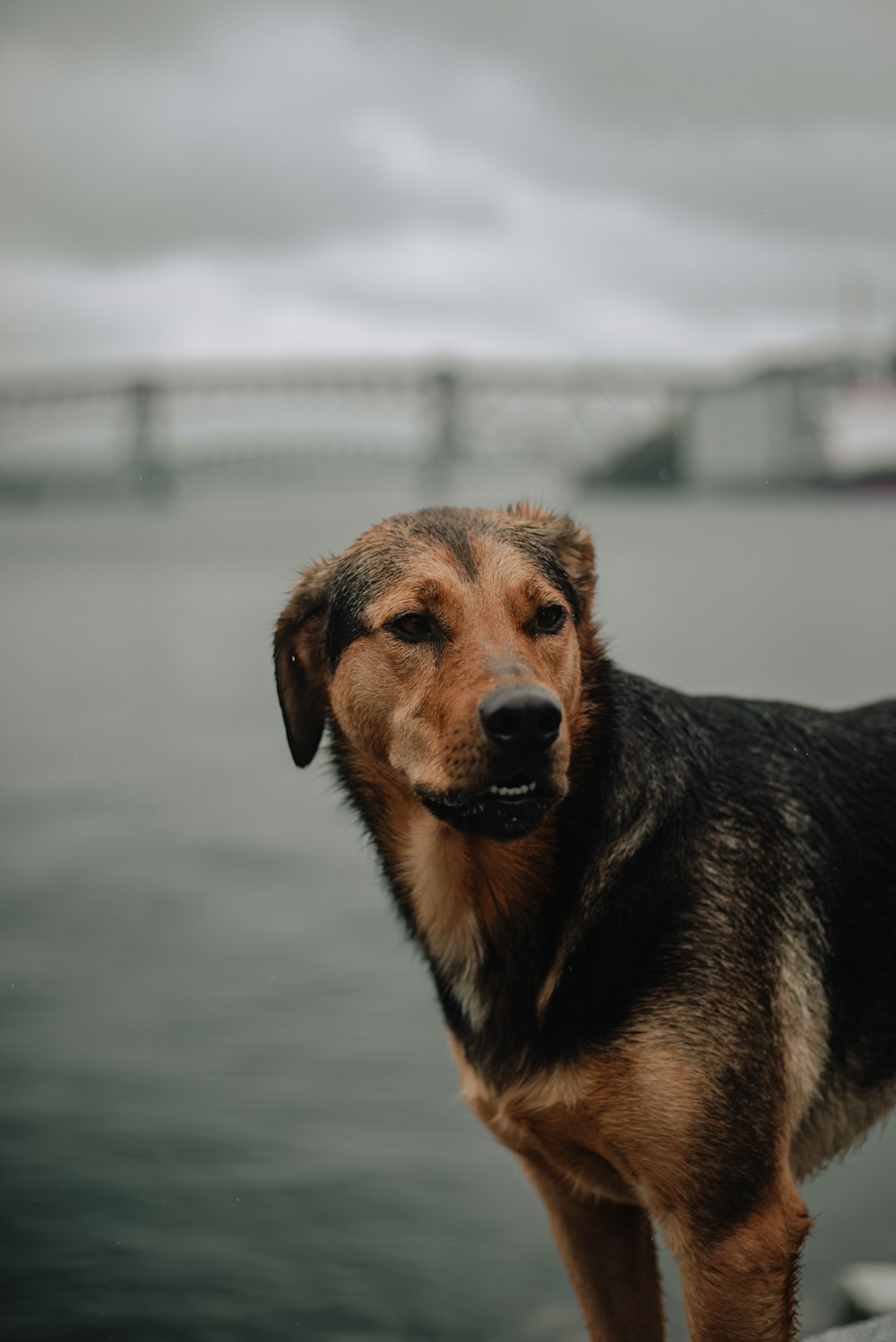 a brown and black dog standing next to a body of water