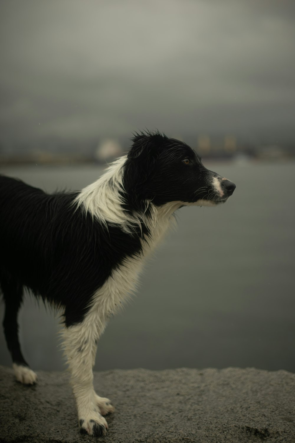 a black and white dog standing on top of a rock