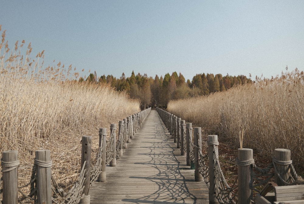 a wooden walkway in a field with tall grass