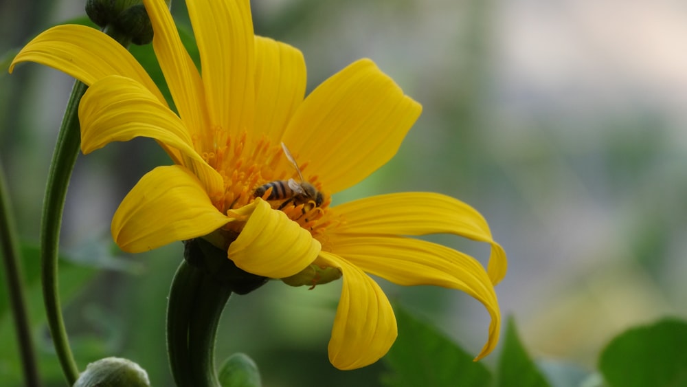 a yellow flower with a bee on it