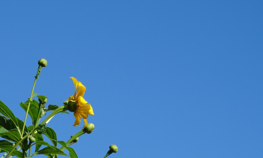 a yellow flower with a blue sky in the background