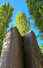 Aaron Steele inspecting a mature oak tree on a sunny day.