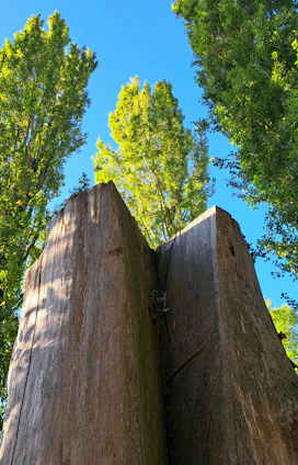 Aaron Steele inspecting a mature oak tree on a sunny day.