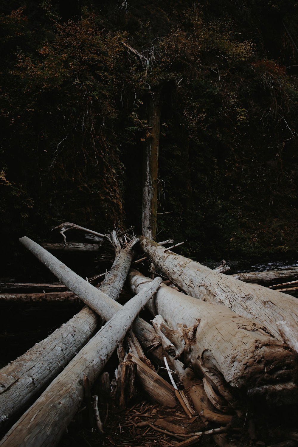 a pile of logs sitting in the middle of a forest