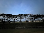 Volunteers in yellow shirts planting trees under a twilight sky with navy tones.