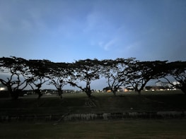 Volunteers in yellow shirts planting trees under a twilight sky with navy tones.