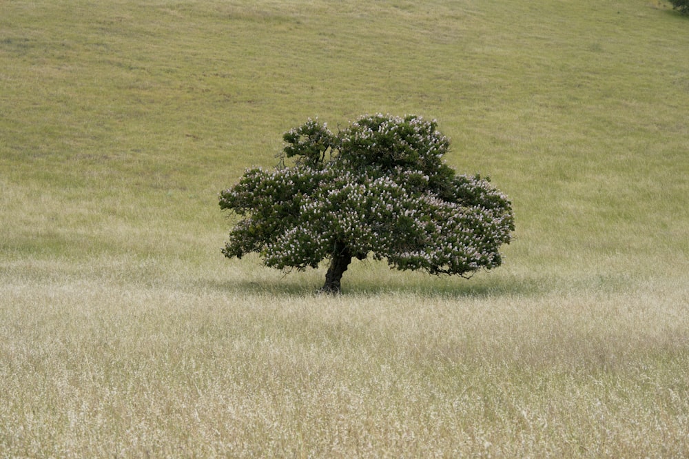 a lone tree in a field of tall grass