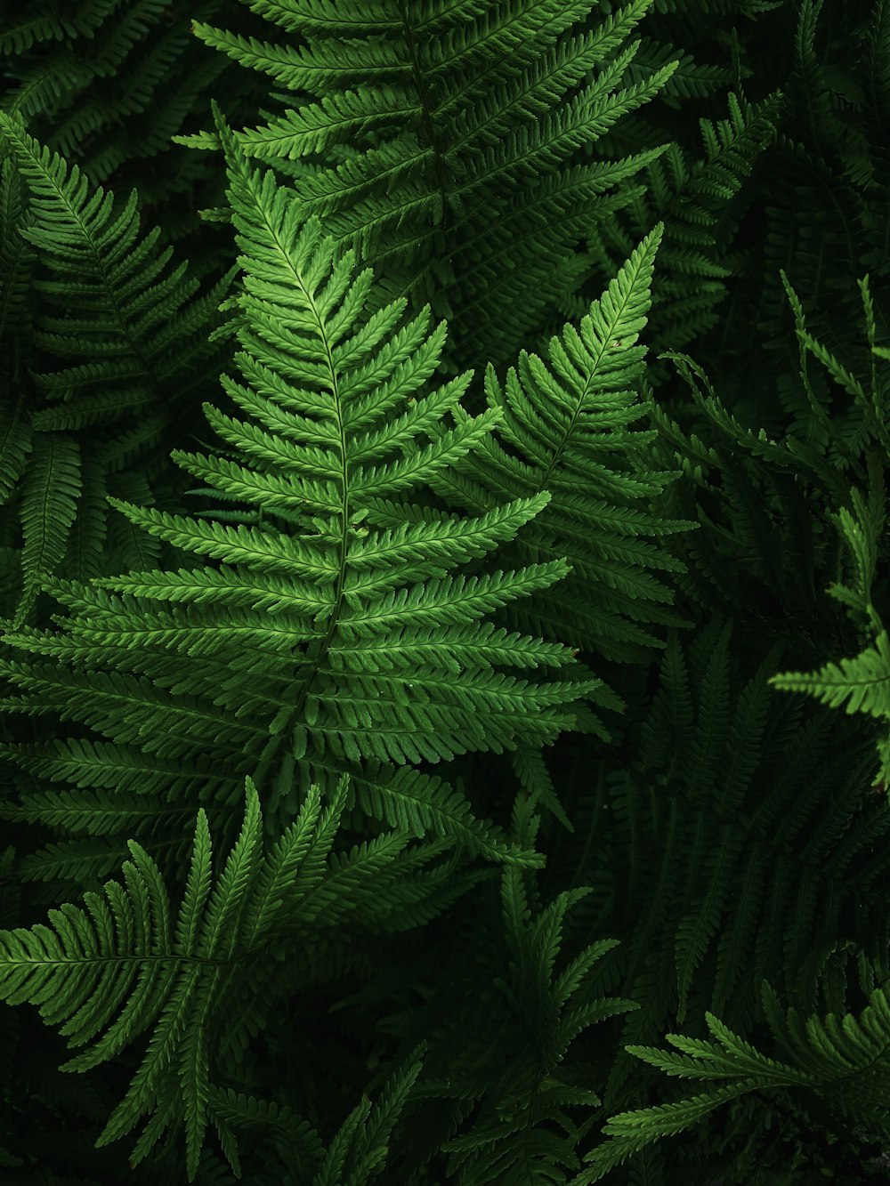 a close up of a green plant with lots of leaves