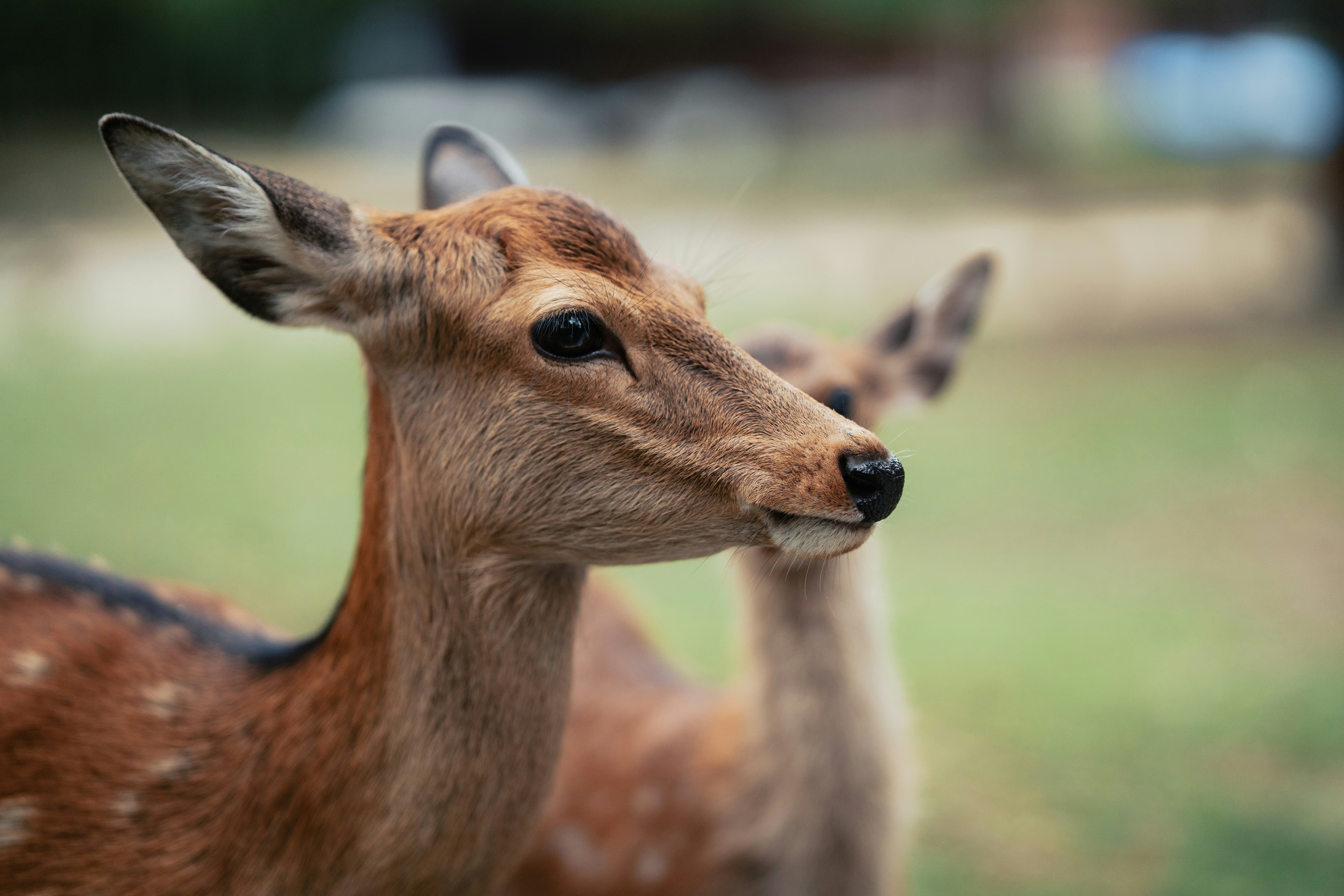 Photo by spensersembrat