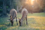 Wild deer grazing near a quiet forest path on a crisp day.