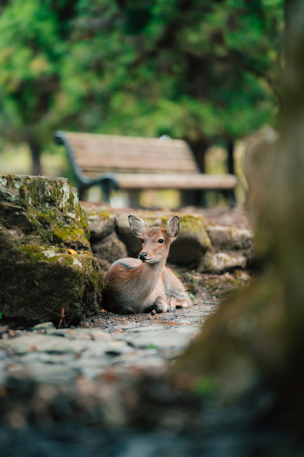 a deer laying on the ground next to a bench