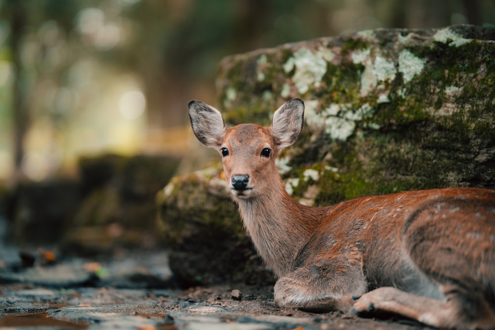 a deer laying on the ground next to a rock