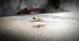 Before and after images of a treated area for pest removal.