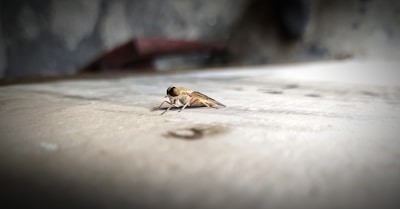 Before and after images showcasing pest removal success.