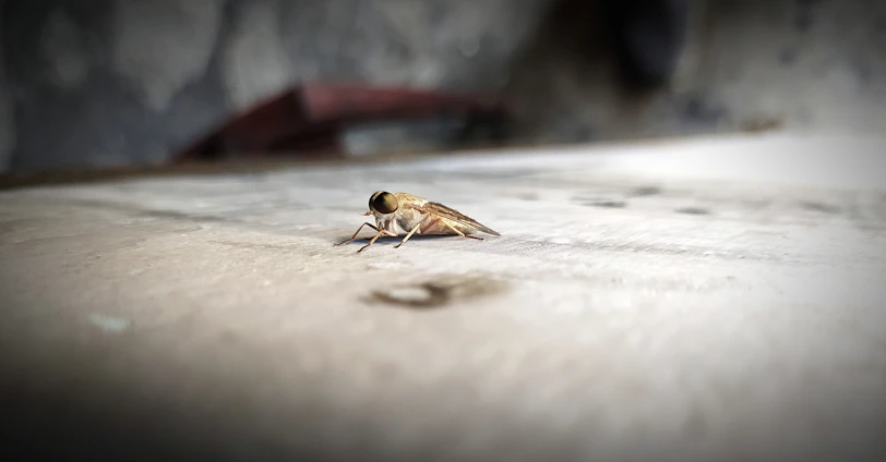A close-up image of a pest control technician treating a home.