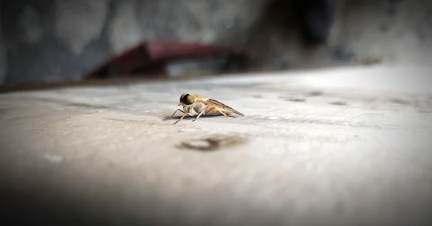 Before and after images of a pest treatment service.