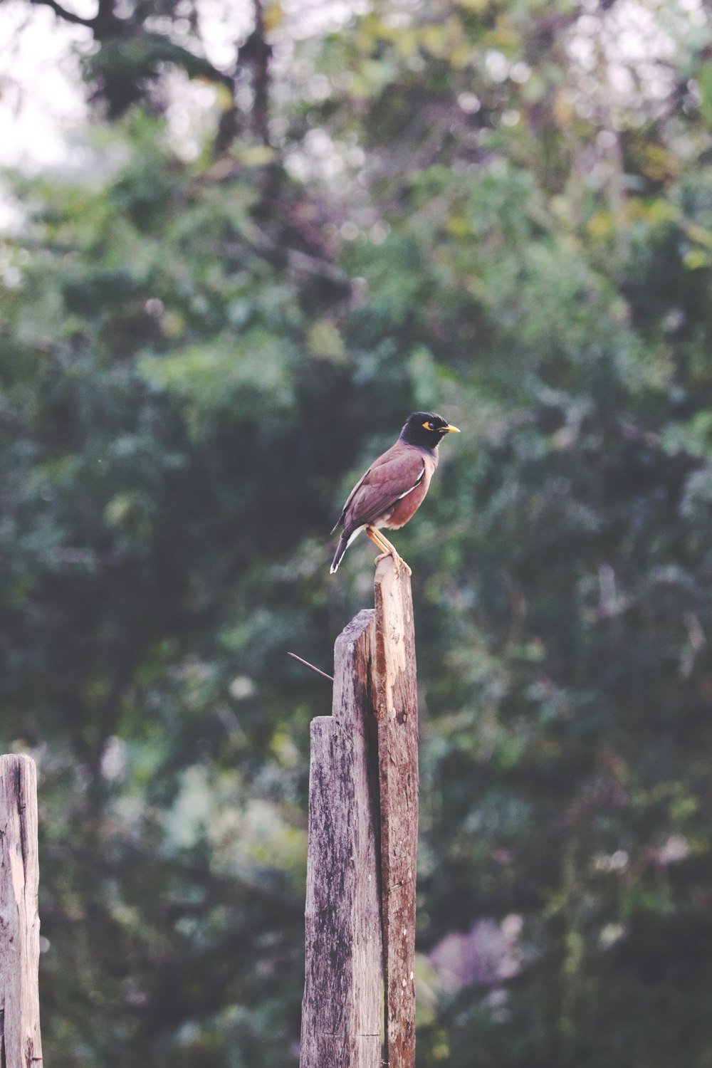 a bird sitting on top of a wooden post