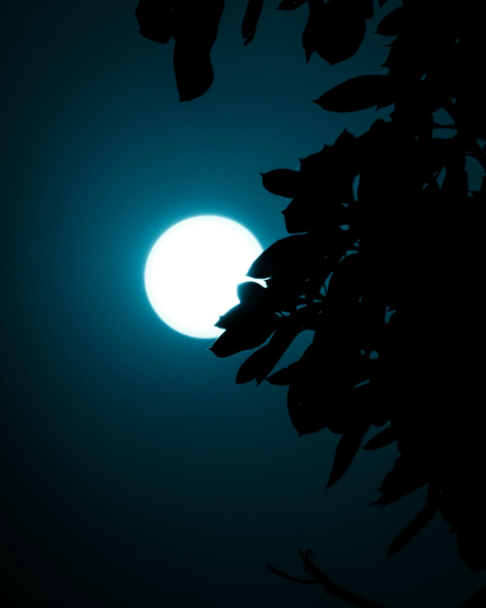 a full moon seen through the branches of a tree