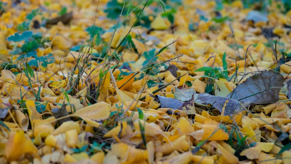 a close up of a bunch of leaves and grass