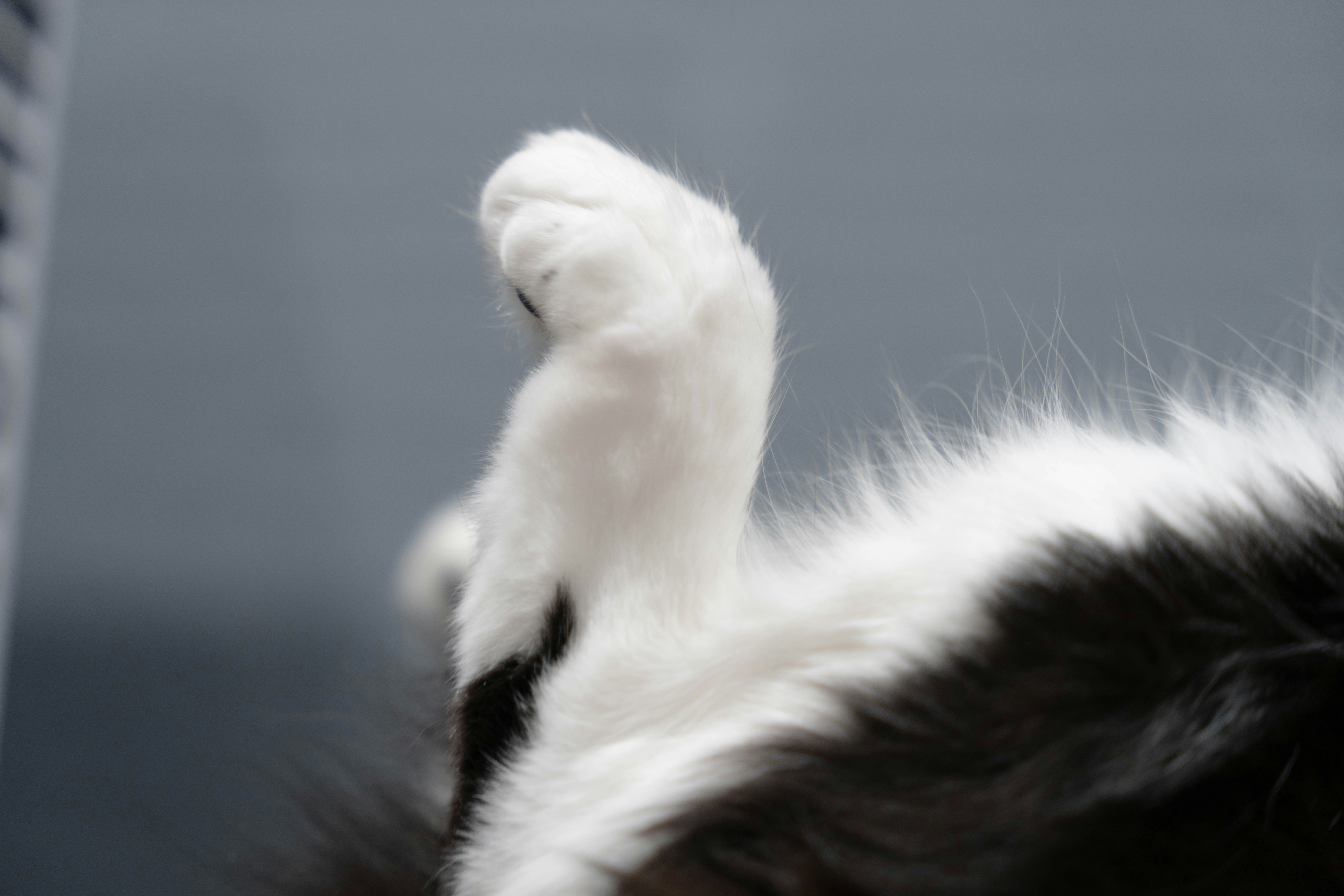 a close up of a cat's paw and tail