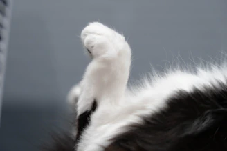 A close-up of a cat's paw next to a small trophy icon.