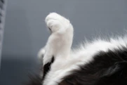A close-up of a cat's paw next to a small trophy icon.