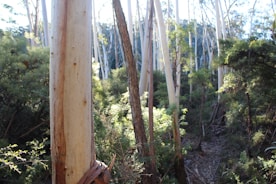 Tall eucalyptus trees with smooth, pale bark stand upright in a densely wooded forest. Sunlight filters through the canopy, creating dappled patterns on the undergrowth below. The scene is lush with green foliage, and the forest floor is covered in fallen leaves and branches.