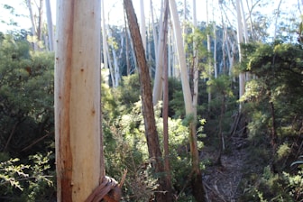 Tall eucalyptus trees with smooth, pale bark stand upright in a densely wooded forest. Sunlight filters through the canopy, creating dappled patterns on the undergrowth below. The scene is lush with green foliage, and the forest floor is covered in fallen leaves and branches.