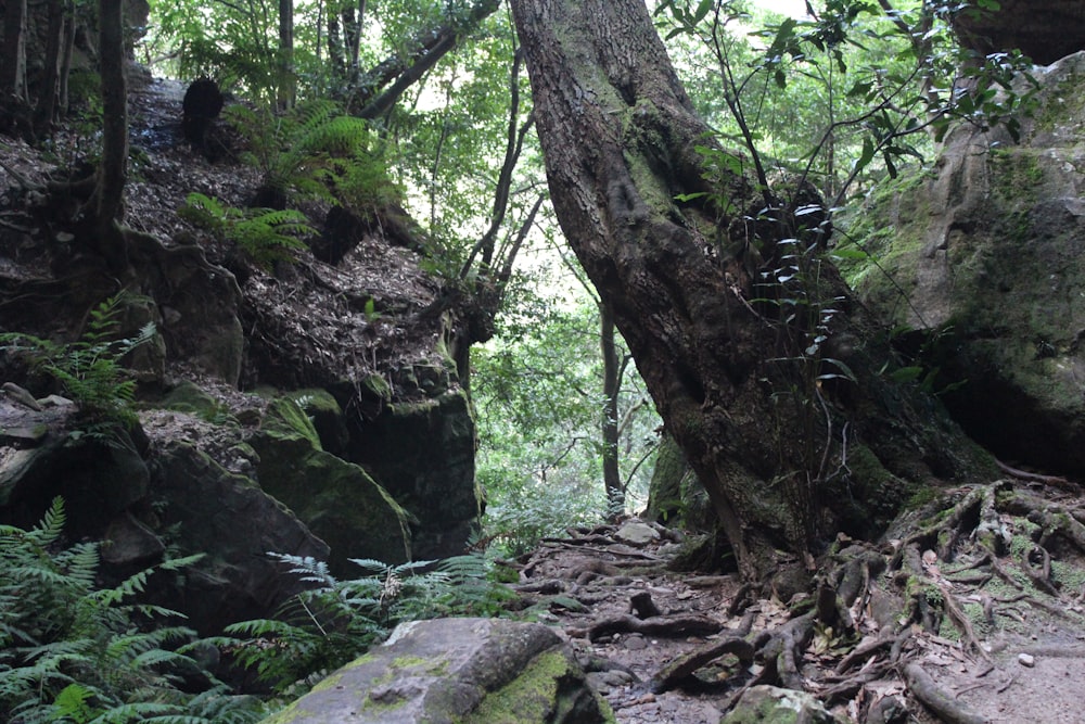 a large tree in the middle of a forest