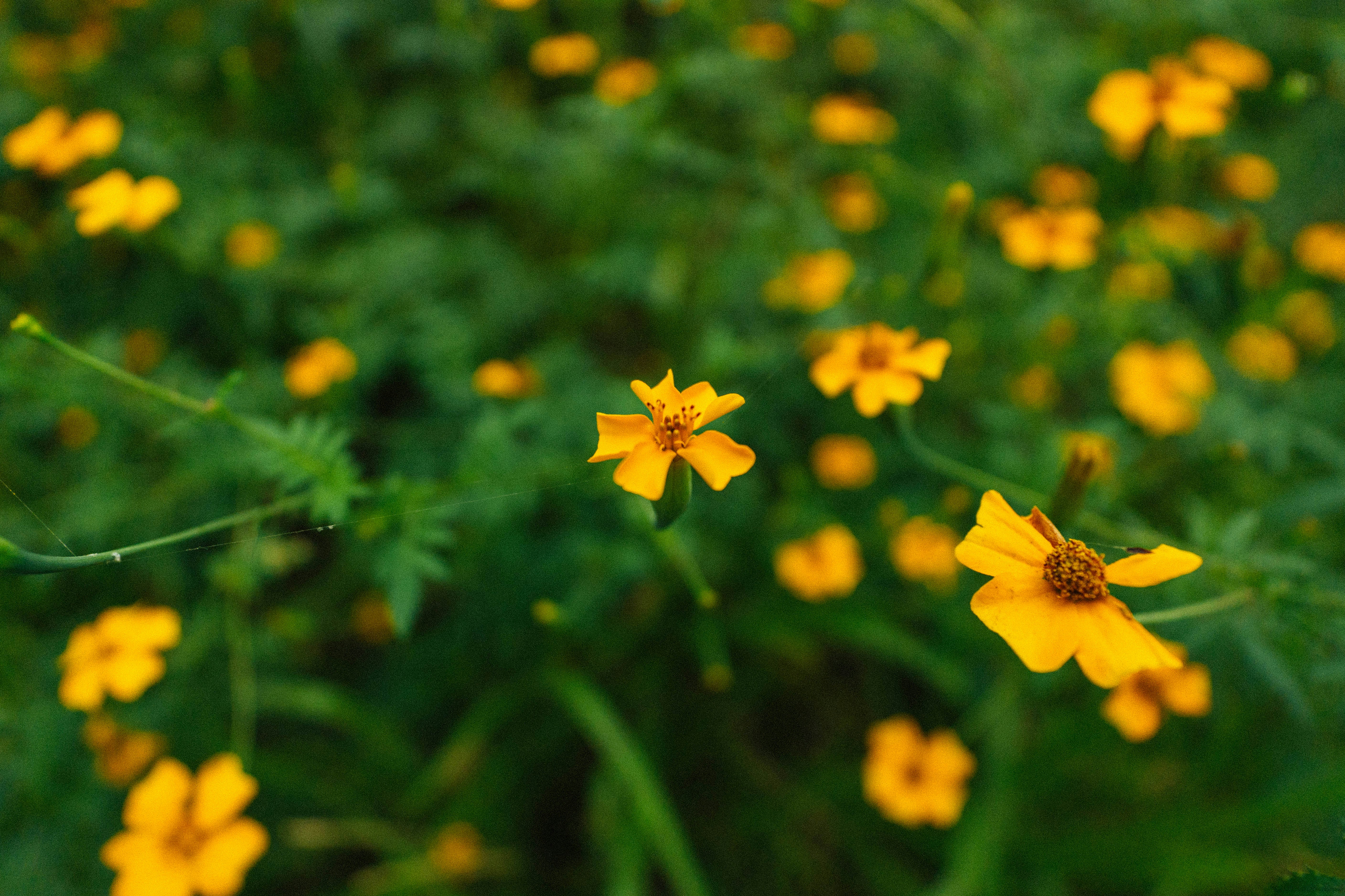 Photo by jonathecreator